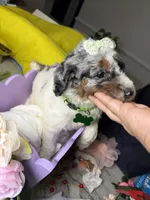 Mónaco , a female Poodle - Standard  for sale in Sterling, VA – 3 of 6