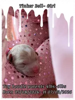 Tinkerbell, a female Poodle - Toy  for sale in Sterling, VA – 7 of 8