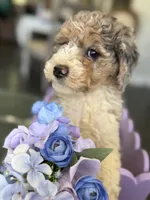 Armani, a male Poodle - Multi-Colored Standard for sale in Sterling, VA – 7 of 10