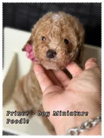 Prince , a male Poodle - Miniature  for sale in Sterling, VA – 3 of 9