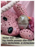 Tinkerbell, a female Poodle - Toy  for sale in Sterling, VA – 5 of 8