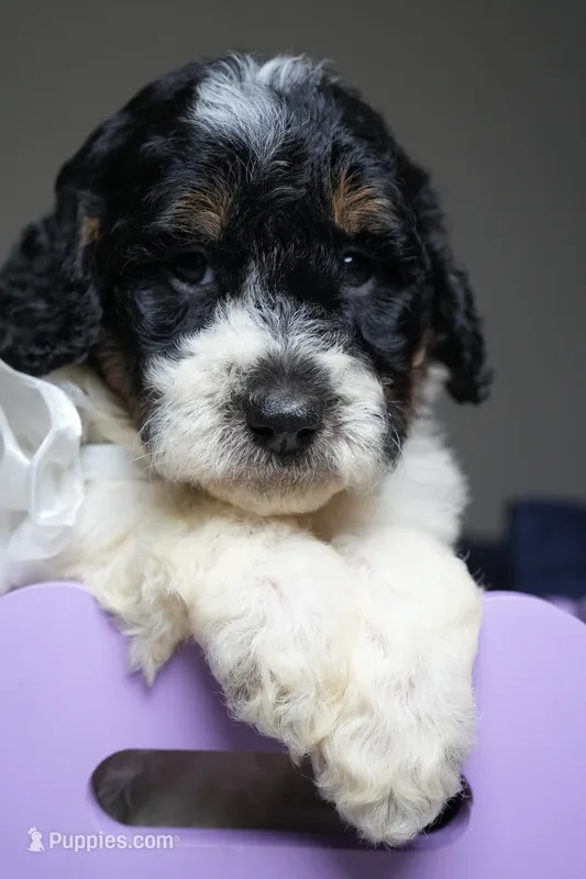 Chanel – Poodle - Standard  puppy for sale in Sterling, VA