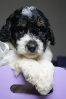 Chanel, a female Poodle - Standard  for sale in Sterling, VA – 1 of 6