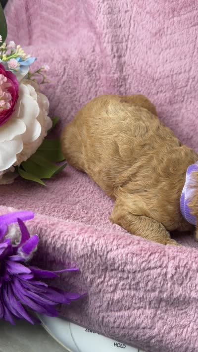Milo, a male Poodle - Standard  for sale in Sterling, VA – 6 of 6