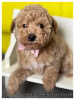 Baron , a male Poodle - Miniature  for sale in Sterling, VA – 3 of 9