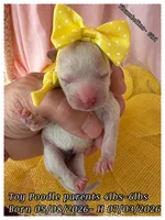 Thumbelina , a female Poodle - Toy  for sale in Sterling, VA – 2 of 8