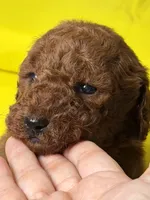 Milán , a male Poodle - Standard  for sale in Sterling, VA – 6 of 10