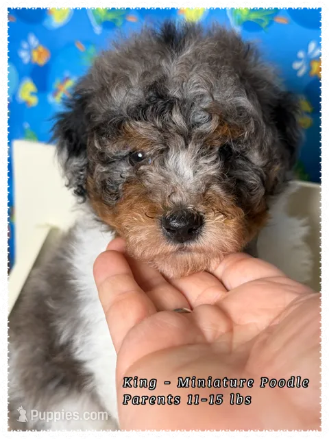 King – Poodle - Miniature  puppy for sale in Sterling, VA