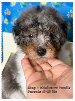 King, a male Poodle - Miniature  for sale in Sterling, VA – 1 of 5