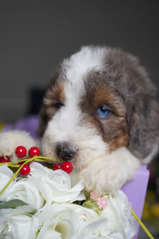 Cartier  – Poodle - Standard  puppy for sale in Sterling, VA