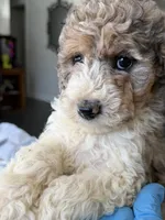 Armani, a male Poodle - Multi-Colored Standard for sale in Sterling, VA – 2 of 10
