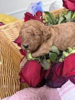 Milo, a male Poodle - Standard  for sale in Sterling, VA – 4 of 6