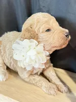 Baron , a male Poodle - Miniature  for sale in Sterling, VA – Photo 4 of 6