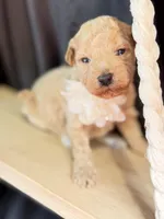 Baron , a male Poodle - Miniature  for sale in Sterling, VA – Photo 2 of 6