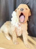 Baron , a male Poodle - Miniature  for sale in Sterling, VA – Photo 3 of 6