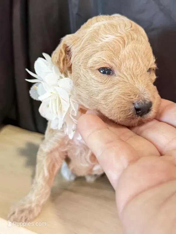 Baron  – Poodle - Miniature  puppy for sale in Sterling, VA