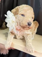 Baron , a male Poodle - Miniature  for sale in Sterling, VA – Photo 5 of 6