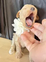 Baron , a male Poodle - Miniature  for sale in Sterling, VA – Photo 6 of 6