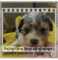 V, a male Poodle - Miniature  for sale in Sterling, VA – 2 of 4