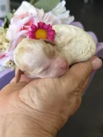Alice, a female Poodle - Miniature  for sale in Sterling, VA – 3 of 7