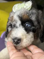 Mónaco , a female Poodle - Standard  for sale in Sterling, VA – 4 of 6