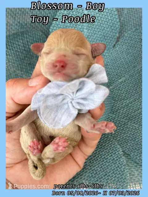 Blossom  – Poodle - Toy  puppy for sale in Sterling, VA