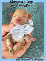 Blossom , a male Poodle - Toy  for sale in Sterling, VA – 1 of 7
