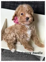 Prince , a male Poodle - Miniature  for sale in Sterling, VA – 7 of 9
