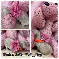 Tinkerbell, a female Poodle - Toy  for sale in Sterling, VA – 4 of 8