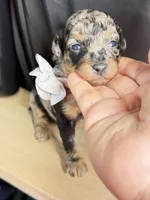 Duke, a male Poodle - Miniature  for sale in Sterling, VA – Photo 4 of 9