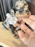 Duke, a male Poodle - Miniature  for sale in Sterling, VA – Photo 2 of 9