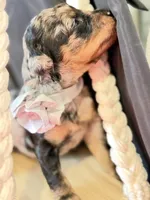 Duke, a male Poodle - Miniature  for sale in Sterling, VA – Photo 7 of 9