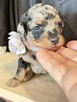 Duke, a male Poodle - Miniature  for sale in Sterling, VA – Photo 1 of 9