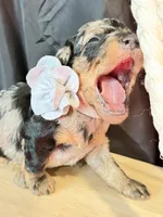 Duke, a male Poodle - Miniature  for sale in Sterling, VA – Photo 5 of 9