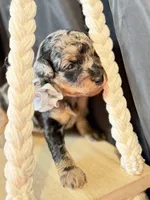 Duke, a male Poodle - Miniature  for sale in Sterling, VA – Photo 6 of 9