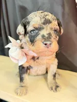 Duke, a male Poodle - Miniature  for sale in Sterling, VA – Photo 3 of 9