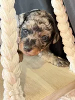 Duke, a male Poodle - Miniature  for sale in Sterling, VA – Photo 8 of 9