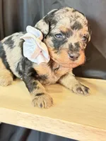 Duke, a male Poodle - Miniature  for sale in Sterling, VA – Photo 9 of 9