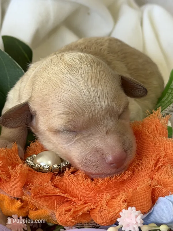 Prince Charming – Poodle - Miniature  puppy for sale in Sterling, VA