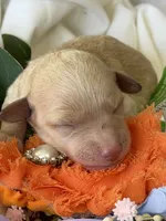 Prince Charming, a male Poodle - Miniature  for sale in Sterling, VA – 1 of 8