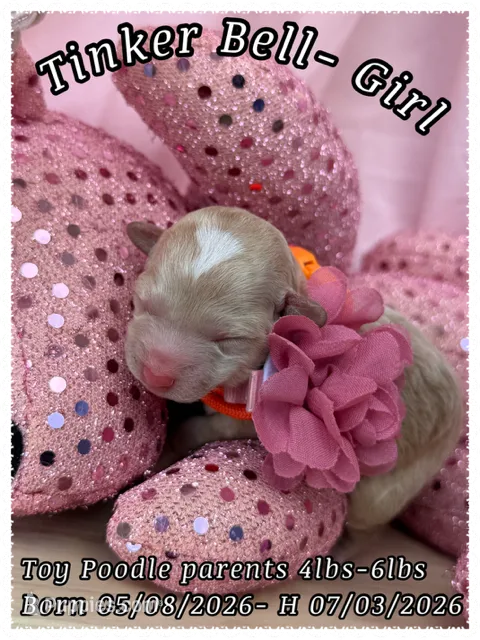 Tinkerbell – Poodle - Toy  puppy for sale in Sterling, VA