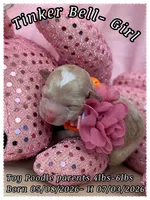 Tinkerbell, a female Poodle - Toy  for sale in Sterling, VA – 1 of 8