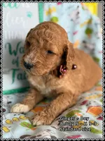 Ginger, a male Poodle - Standard  for sale in Sterling, VA – Photo 8 of 9