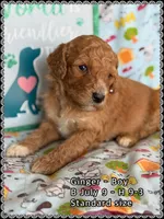 Ginger, a male Poodle - Standard  for sale in Sterling, VA – Photo 9 of 9