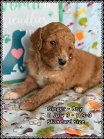 Ginger, a male Poodle - Standard  for sale in Sterling, VA – Photo 2 of 9