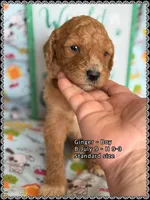 Ginger, a male Poodle - Standard  for sale in Sterling, VA – Photo 3 of 9