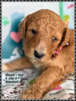 Ginger, a male Poodle - Standard  for sale in Sterling, VA – Photo 7 of 9