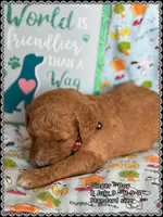 Ginger, a male Poodle - Standard  for sale in Sterling, VA – Photo 6 of 9