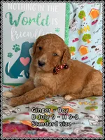 Ginger, a male Poodle - Standard  for sale in Sterling, VA – Photo 4 of 9