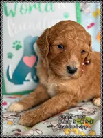 Ginger, a male Poodle - Standard  for sale in Sterling, VA – Photo 5 of 9